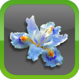 Flowers-Icon-160x160